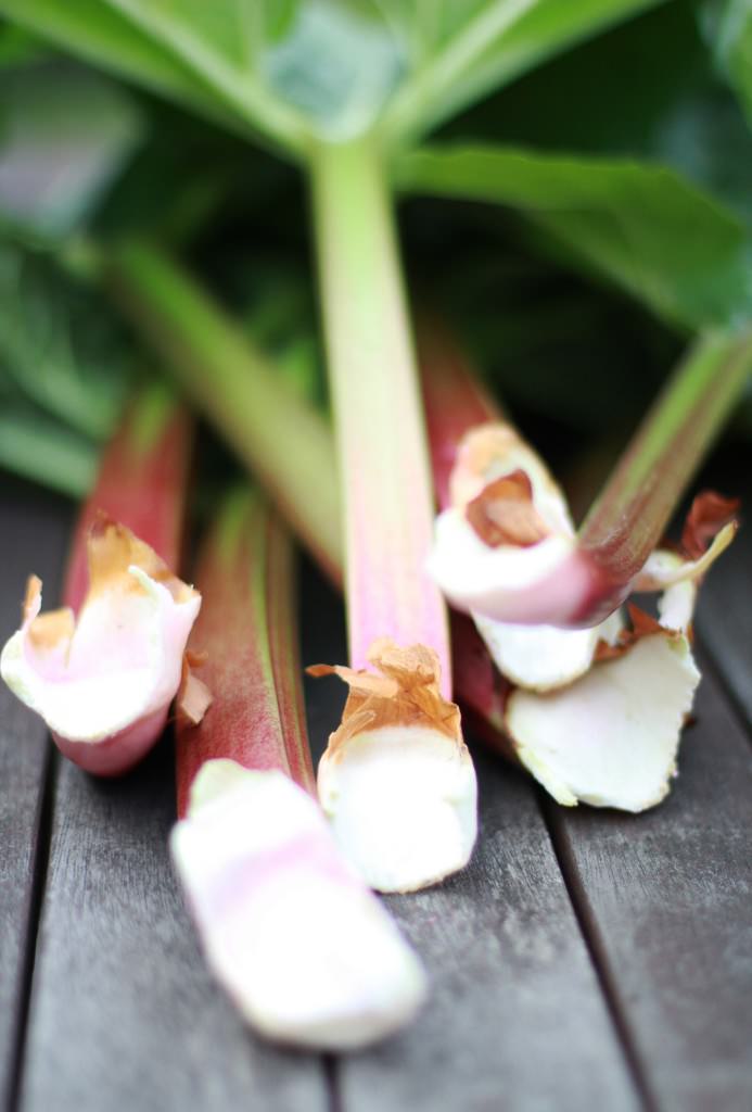 rhubarb-honey-cake-recipe-1